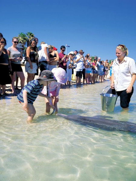 Monkey Mia Dolphin Resort - Sydneys Hotel 1