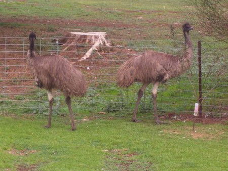 Cape Jervis Station - Sydneys Hotel 1