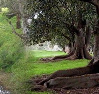 Rivergum Cottage - Sydneys Hotel