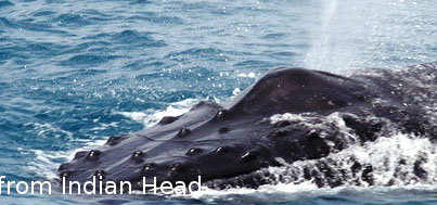 Fraser Island Fishing Units - Sydneys Hotel 5