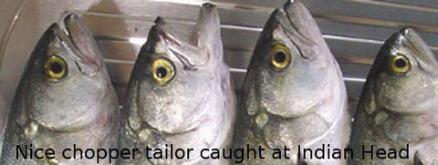 Fraser Island Fishing Units - Sydneys Hotel 6