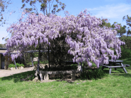 Studio Cottages Romantic Hideaway - Sydneys Hotel 5