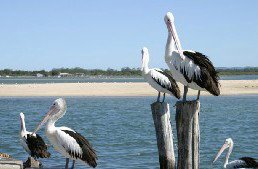 Tuncurry Sunset Motel - Sydneys Hotel 3