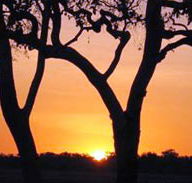 Coodardie Station Stay - Sydneys Hotel