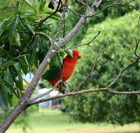 Bunya Mountains Accommodation Centre - Chalets And Holiday Homes