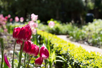 Adeline Bed And Breakfast - Sydneys Hotel 17