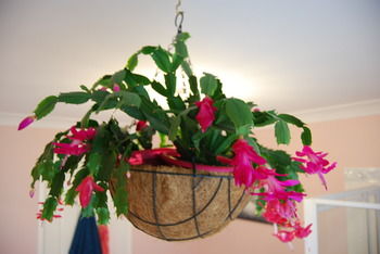 L'Auberge Angara Bed And Breakfast - Sydneys Hotel 41