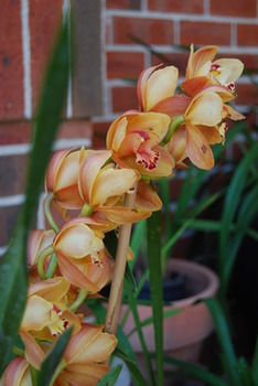 L'Auberge Angara Bed And Breakfast - Sydneys Hotel 42