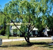 Blue Topaz Caravan Park  Camping Ground