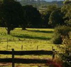 Pines on the Plateau - Sydneys Hotel
