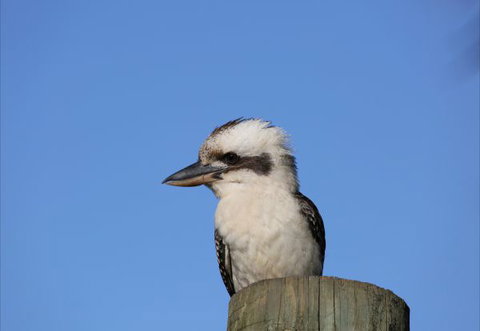 Blackwattle Farm Bed And Breakfast And Farm Stay - Sydneys Hotel 1
