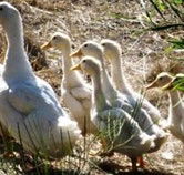Duck Duck Goose Bed and Breakfast - Sydneys Hotel