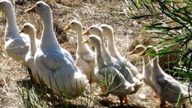 Duck Duck Goose Bed And Breakfast - Sydneys Hotel 0