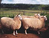 Camerons Farmstay - Sydneys Hotel 2