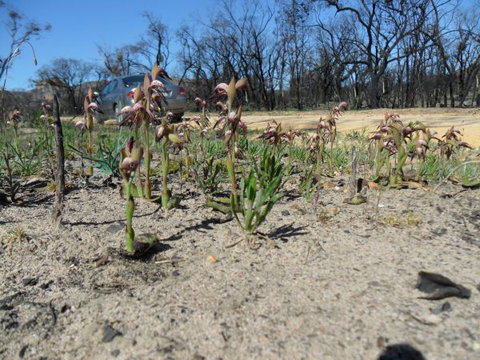 Mount Zero Log Cabins - Sydneys Hotel 2