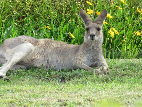 Grovely House Bed And Breakfast - Sydneys Hotel 9