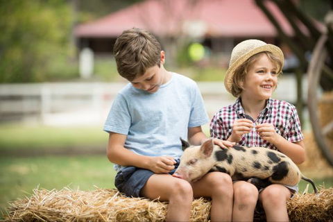 Paradise Country Farmstay - Sydneys Hotel 8