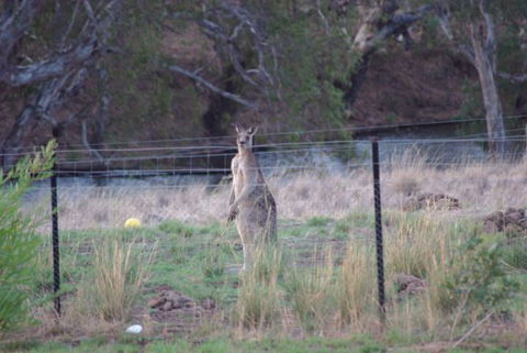 Yalooka Farm - Sydneys Hotel 9