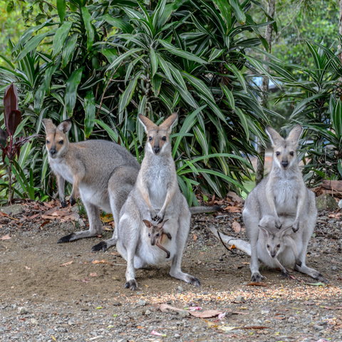 Maleny Country Cottages - Sydneys Hotel 9