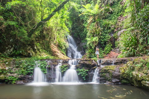 O'Reilly's Rainforest Retreat - Sydneys Hotel 0