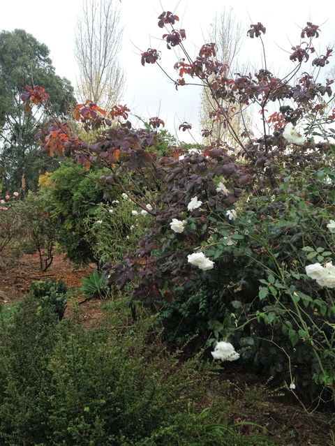 Pierrepoint Wines Bed & Breakfast - Sydneys Hotel 7