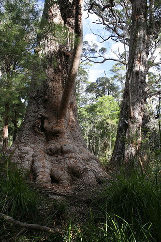 Valley Of The Giants Cottage - Sydneys Hotel 0
