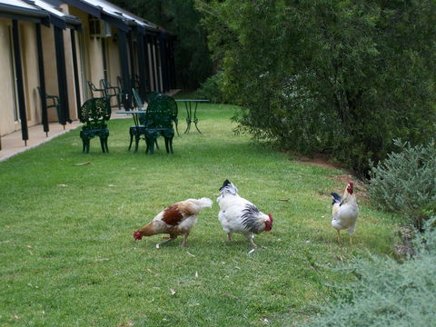 Burra Motor Inn - Sydneys Hotel 2