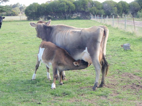 Animal Land Farm Stay - Sydneys Hotel 2