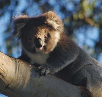Bimbi Park Camping Under Koalas