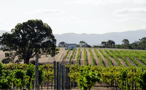 Hounds Run Vineyard - Sydneys Hotel 1