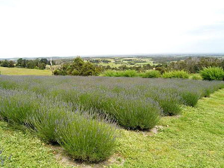 Serendipity Lavender Farm - Sydneys Hotel 1