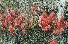 Wartook Gardens - Sydneys Hotel 2