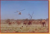 Kings Creek Station - Sydneys Hotel 2