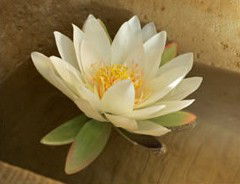 St Georges Natural Health Therapies - Sydneys Hotel 3