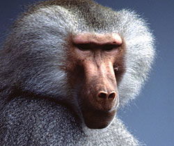 Alma Park Zoo - Sydneys Hotel 1