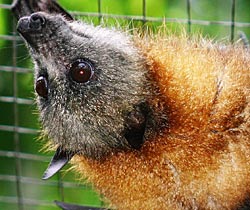 Alma Park Zoo - Sydneys Hotel 2