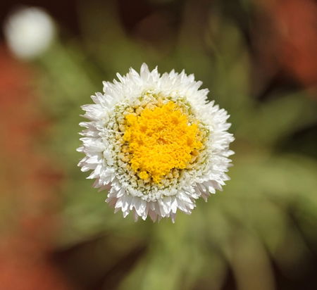 Alice Springs Desert Park - Sydneys Hotel 1