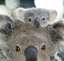 Billabong Koala and Wildlife Park - Sydneys Hotel