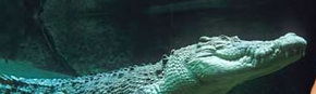 Territory Wildlife Park - Sydneys Hotel 3