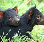 Great Oak Holdings Pty Ltd - Sydneys Hotel