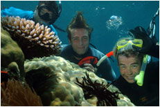 Dolphin Wild - Sydneys Hotel 1