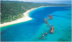 Dolphin Wild - Sydneys Hotel 3