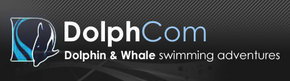 Dolphcom - Dolphin & Whale Swimming Adventures - Sydneys Hotel 0