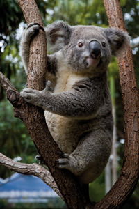 Currumbin Wildlife Sanctuary - Sydneys Hotel 1