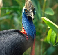 David Fleay Wildlife Park - Sydneys Hotel