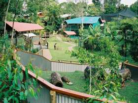 Kuranda Koala Gardens - Sydneys Hotel 1