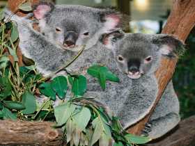 Kuranda Koala Gardens - Sydneys Hotel 2
