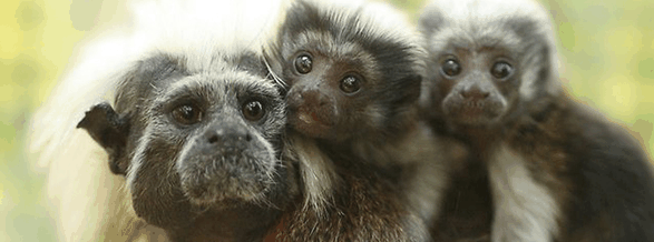 Alma Park Zoo - Sydneys Hotel 3