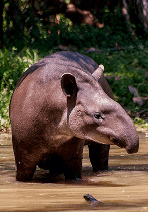 Alma Park Zoo - Sydneys Hotel 4