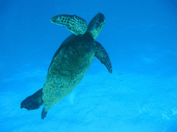 Big Cat Reality - Sydneys Hotel 0